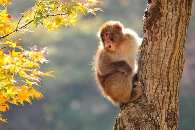 Snow Monkeys Park Tour and Ebisu-ko Fireworks Fest in Nagano - Exploring Nagano’s Snow Monkeys and Fireworks: An In-Depth Look