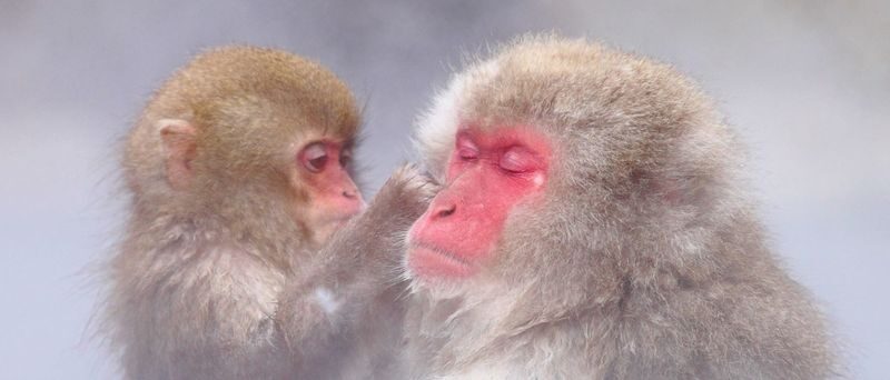 Snow Monkeys, Zenko-ji Temple & Sake in Nagano day tour - A Nagano day with three distinct sides