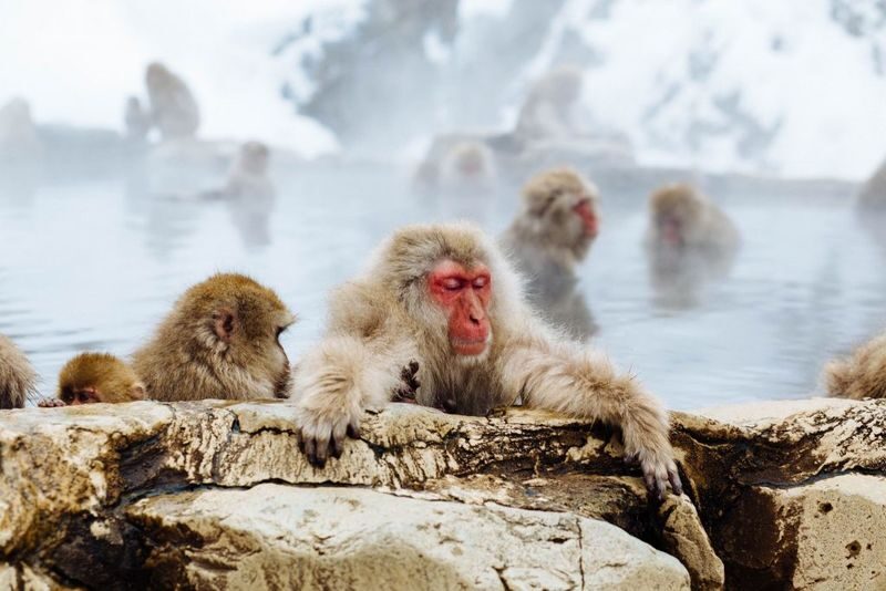 Snow Monkeys, Zenko-ji Temple & Sake in Nagano day tour - Lunch: a welcome pause in the middle of the day