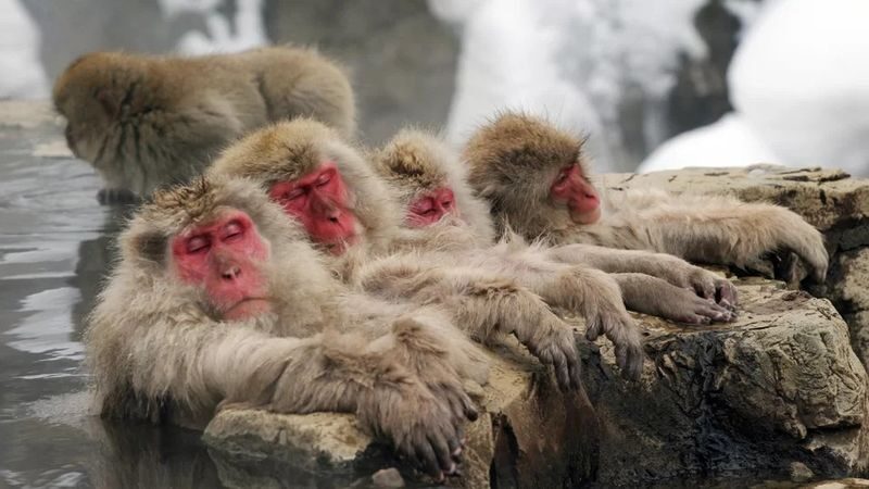 Snow Monkeys, Zenko-ji Temple & Sake in Nagano day tour - Jigokudani: the walk is part of the experience