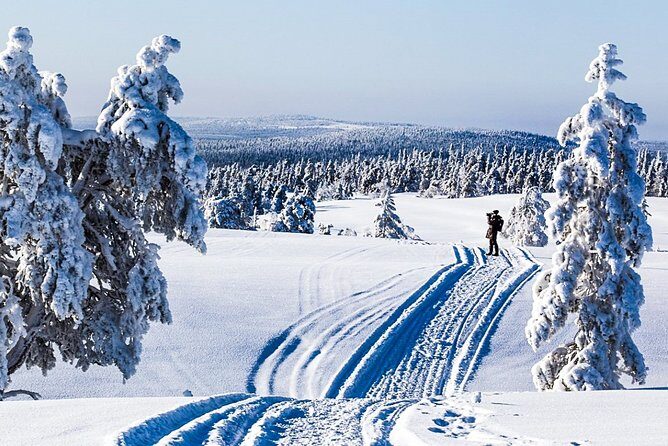 Snowmobile Safari in the Forest - Key Points