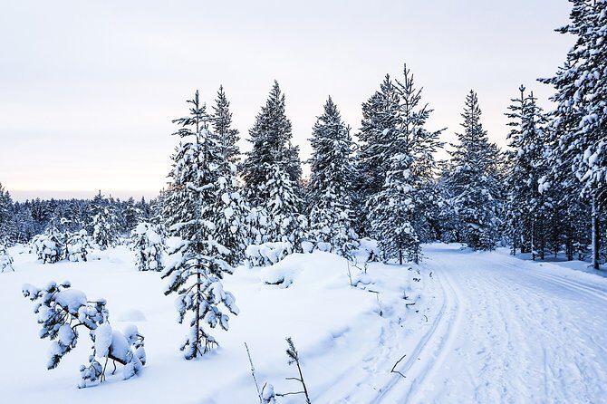 Snowmobile Safari in the Nature - Final Verdict: Who Will Love This Tour?
