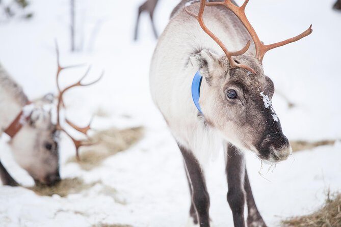Snowmobile Safari to Lake Inari, meet & feed Reindeers, Lunch - Exploring the Arctic: A Detailed Look at the Snowmobile Safari