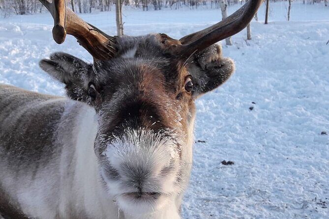 Snowmobile Safari to Lake Inari, meet & feed Reindeers, Lunch - FAQ