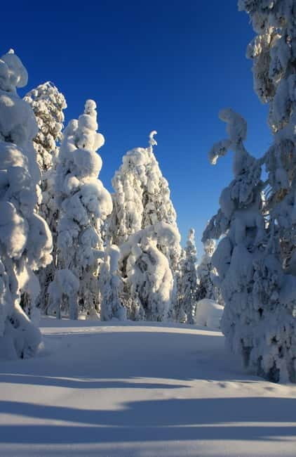 Snowshoe in a Winter Forest - Who Will Love This Tour?