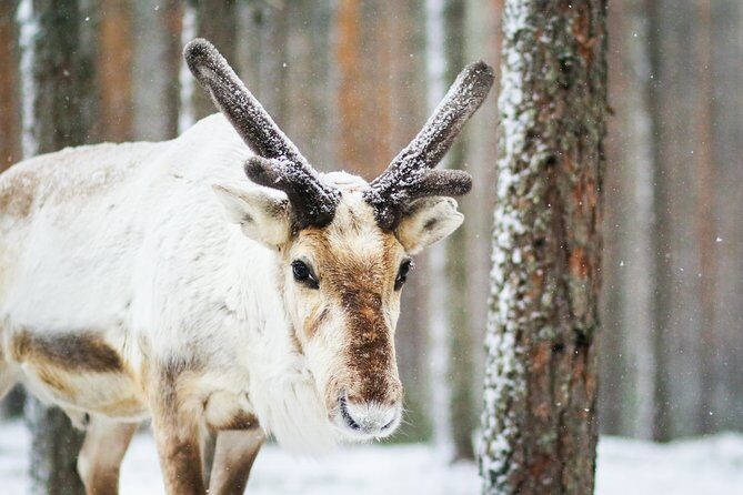 Snowshoe Trip for Searching Arctic Animals - Snowshoe Trip for Searching Arctic Animals: An Authentic Lapland Experience
