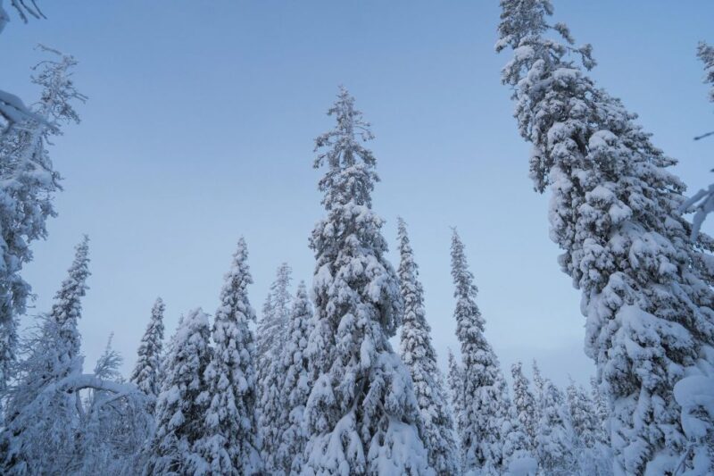 Snowshoeing in the Frozen Forest - An In-Depth Look at Snowshoeing in the Frozen Forest