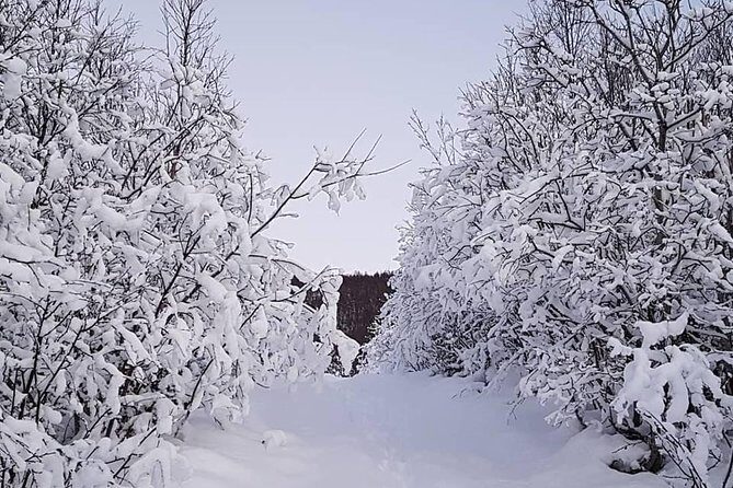 Snowshoeing With A View - Snowshoeing With A View: Tromsøs Winter Wonder