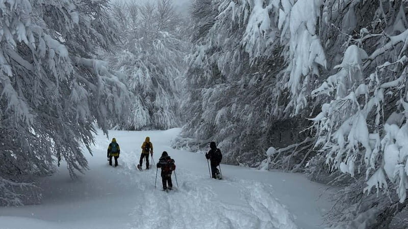 SNOWSHOES - Key Points