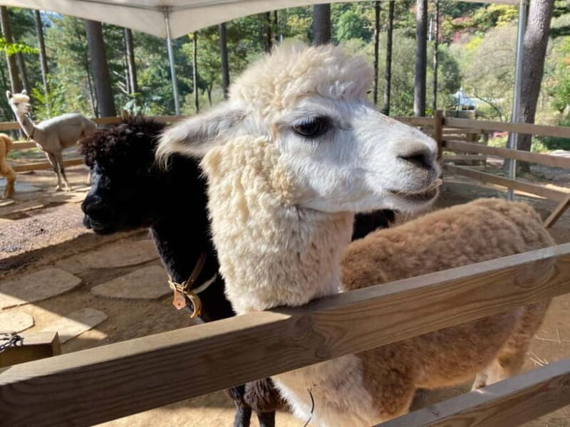 Snowy Land, Alpaca World, and Strawberry Picking - Key Points