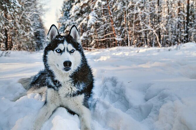 Snowy Trails 10km Husky Safari from Rovaniemi - The Value and Overall Impression