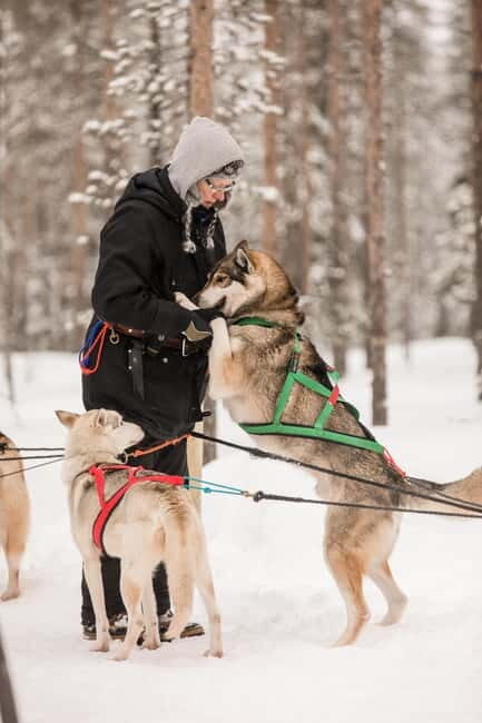 Snowy Trails Husky Safari (5 Km) - Snowy Trails Husky Safari (5 Km): An Authentic Arctic Adventure in Lapland