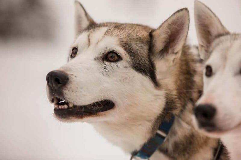 Snowy Trails Husky Safari (5 Km) - Key Points