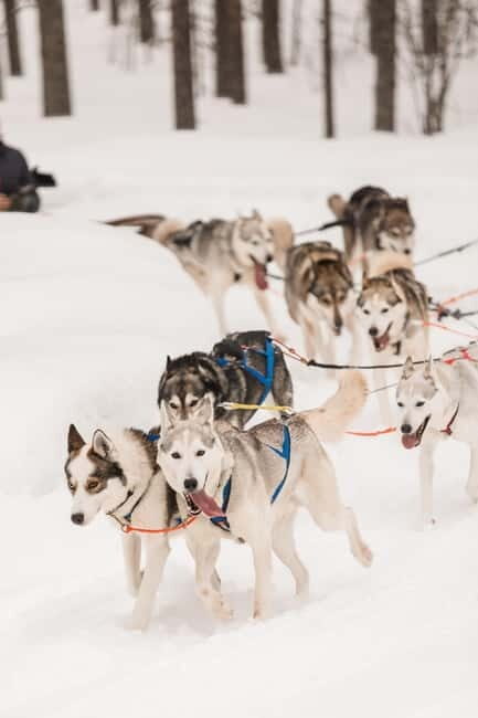 Snowy Trails Husky Safari (5 Km) - Who Would Benefit Most from this Experience?