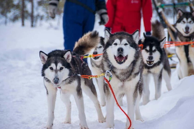 Snowy Trails Husky Safari (5 Km) - A Thorough Breakdown of the Itinerary
