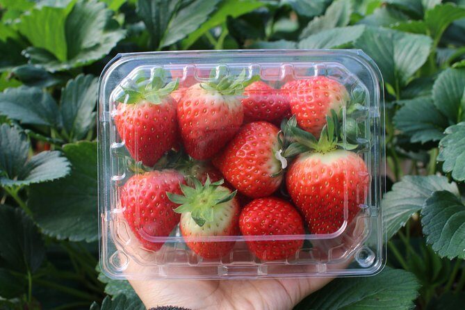 Snowyland, Strawberry Picking & Alpaca World - Authentic Traveler Insights