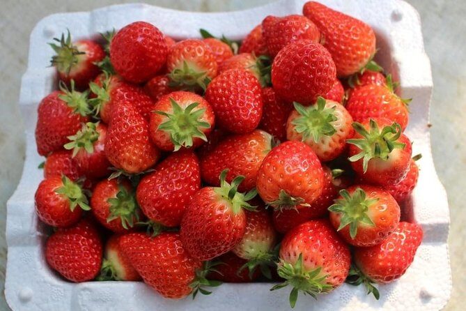 Snowyland, Strawberry Picking & Alpaca World - FAQ