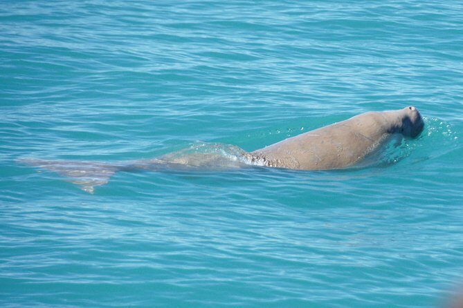 Snubfin Dolphin Eco Cruise from Broome - The Experience in Detail