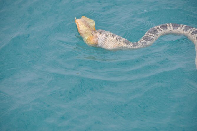 Snubfin Dolphin Eco Cruise from Broome - FAQs