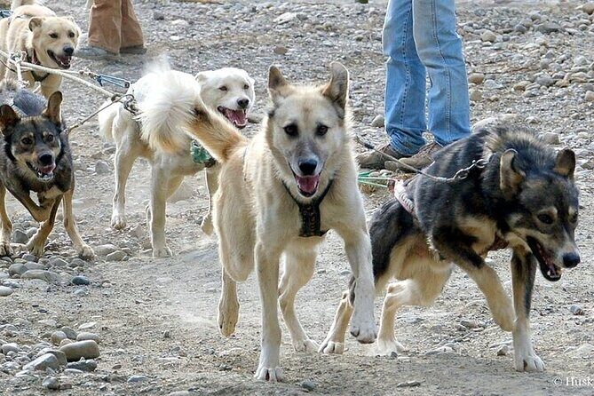 Snuggle Puppies and Learn about the Iditarod - Practical Tips for Visitors