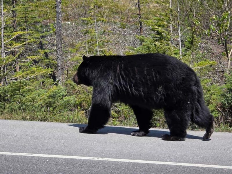 Soak & Explore: Radium Hot Springs and Kootenay Park Tour - Who Will Enjoy This Tour?