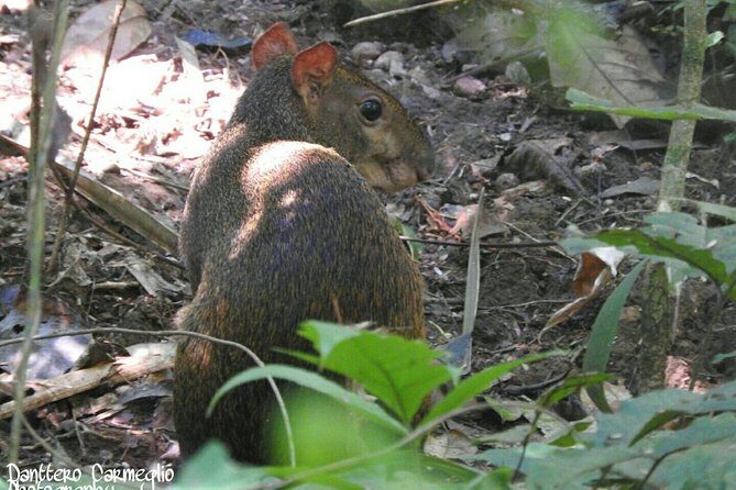 Soberanía National Park and Camino de Cruces Hiking Tour - What the Tour Feels Like — Authentic and Personal