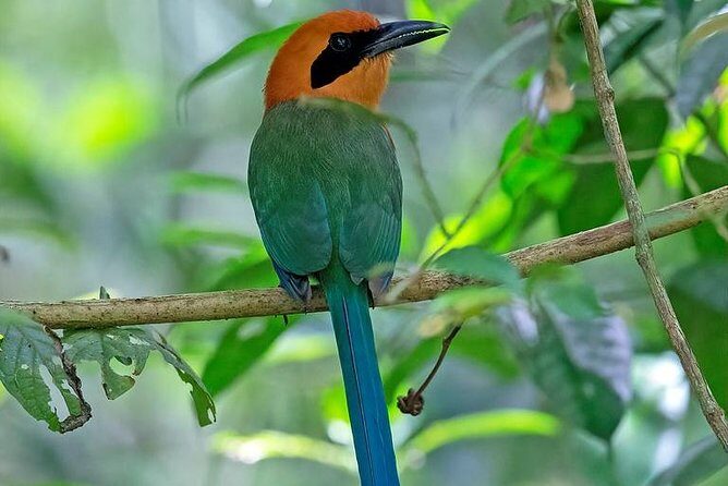 Soberania National Park Day Trip from Panama City - Final Thoughts: Is This Tour Worth It?