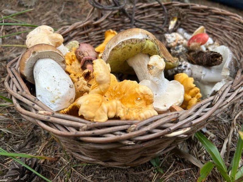 Sofia: Culinary Adventure To The Fungi And Botanical Kingdom - The Itinerary Breakdown
