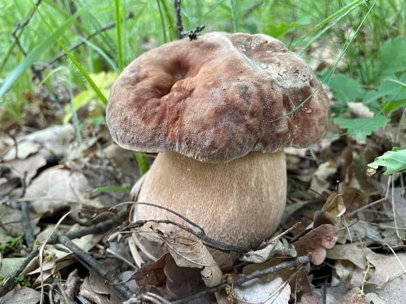 Sofia: Culinary Adventure To The Fungi And Botanical Kingdom - Who Will Love This Tour?