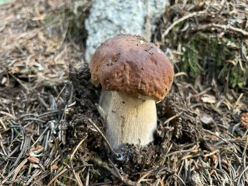 Sofia: Culinary Adventure To The Fungi And Botanical Kingdom - An Honest Look at the Experience