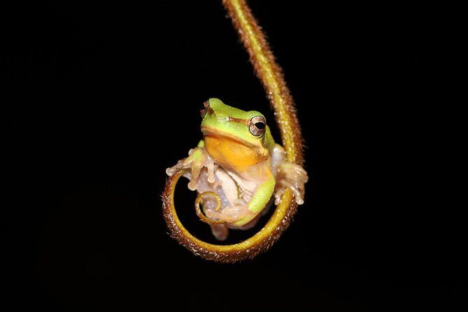 Solar Whisper Daintree River Crocodile and Wildlife Cruise - The Sum Up: Who Will Love This Tour?