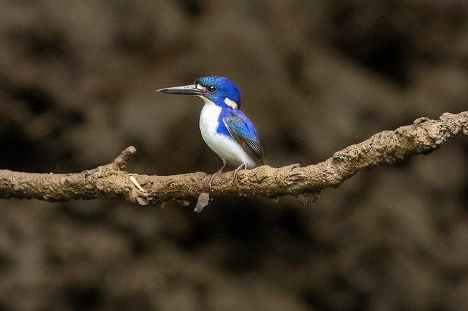 Solar Whisper Daintree River Crocodile and Wildlife Cruise - FAQ