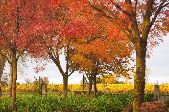 Solo Traveller Full Day Wine Gourmet and Scenic Delights Tour from Blenheim - Why This Tour Offers Great Value