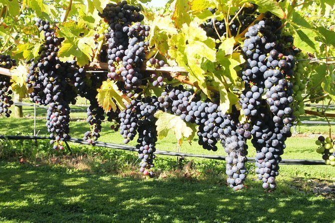 Solo Traveller Full Day Wine Gourmet and Scenic Delights Tour from Blenheim - Frequently Asked Questions
