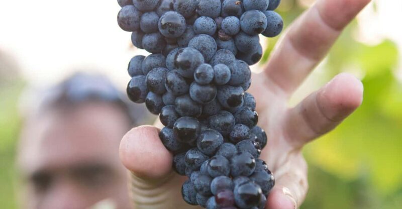 Solvang: Santa Ynez Valley Wine Tours w/ Lunch & Tastings - An In-Depth Look at the Santa Ynez Valley Wine Tour