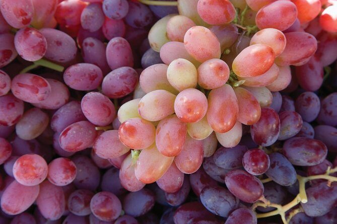 Sonoma And Napa Wine Tour Private Tours 8 to 10 Hours max 14 pax - An In-Depth Look at This Sonoma & Napa Wine Experience