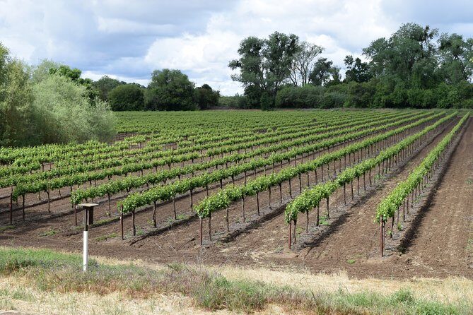 Sonoma And Napa Wine Tour Private Tours 8 to 10 Hours max 14 pax - Who Will Love This Tour?
