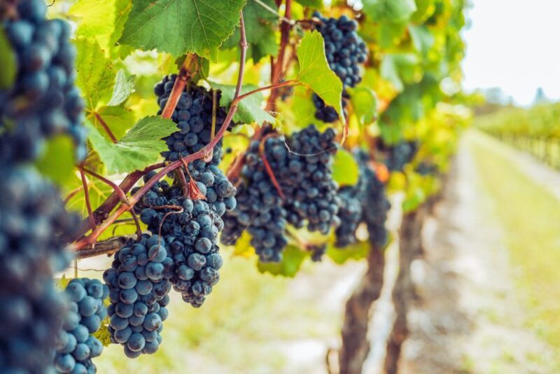 Sonoma County: Tasting Pass (Choose 1, 2, or 90 Days) - What to Expect at Each Venue