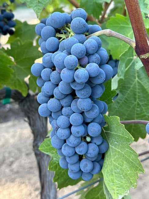 Sonoma: Sonoma Plaza Walking Tour - Discover Sonoma in Style: A Detailed Look at the Sonoma Plaza Walking Tour