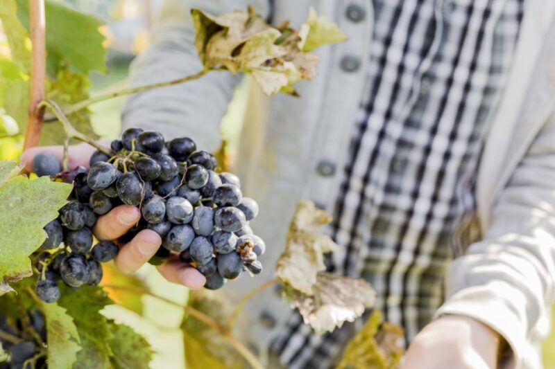 Sonoma Valley: Guided Winery Tour with Picnic Lunch - Who This Tour Is Best For