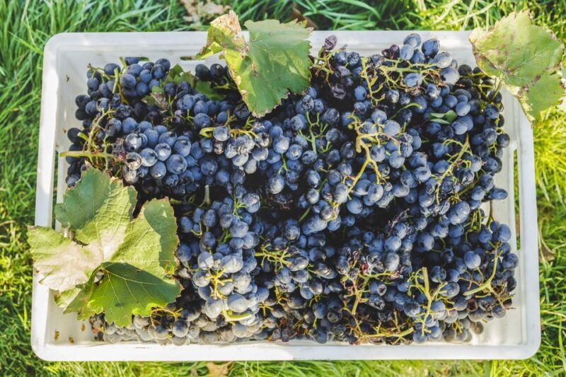 Sonoma Valley: Guided Winery Tour with Picnic Lunch - Final Thoughts