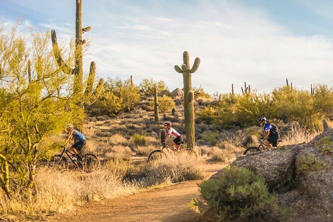 Sonoran Desert Guided Mountain Bike Tour - Key Points