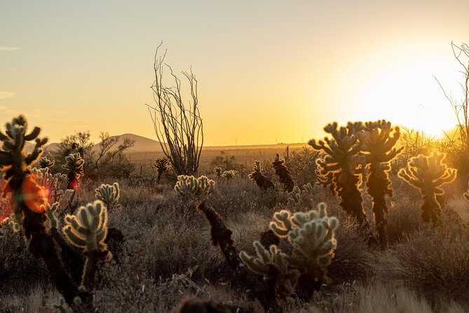 Sonoran Desert Jeep Tour at Sunset - In-Depth Look at the Sonoran Desert Jeep Tour