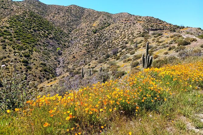Sonoran Desert To MountainTop Jeep Tour minutes from Scottsdale - What Really Sets This Tour Apart