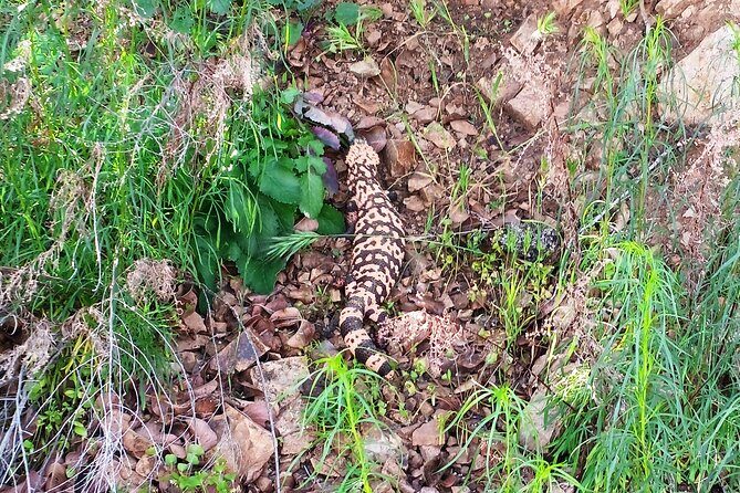 Sonoran Desert To MountainTop Jeep Tour minutes from Scottsdale - Practical Considerations