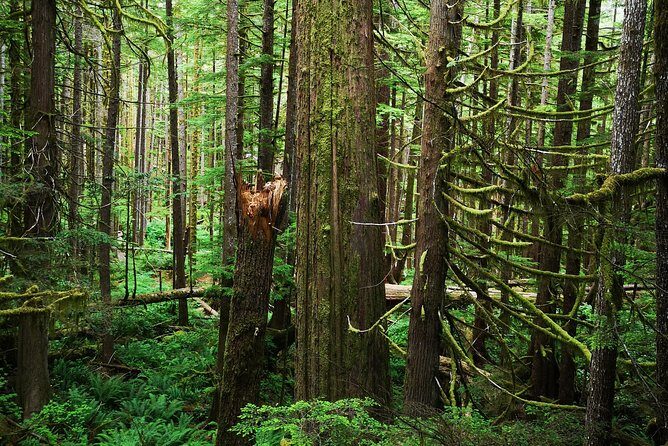 Sooke to Port Renfrew: Wild Pacific Adventure - Exploring Vancouver Island’s Southwest Coast