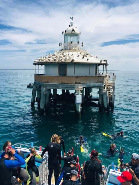 Sorrento: Boat Tour & Snorkeling with the Seals with Lunch - Key Points