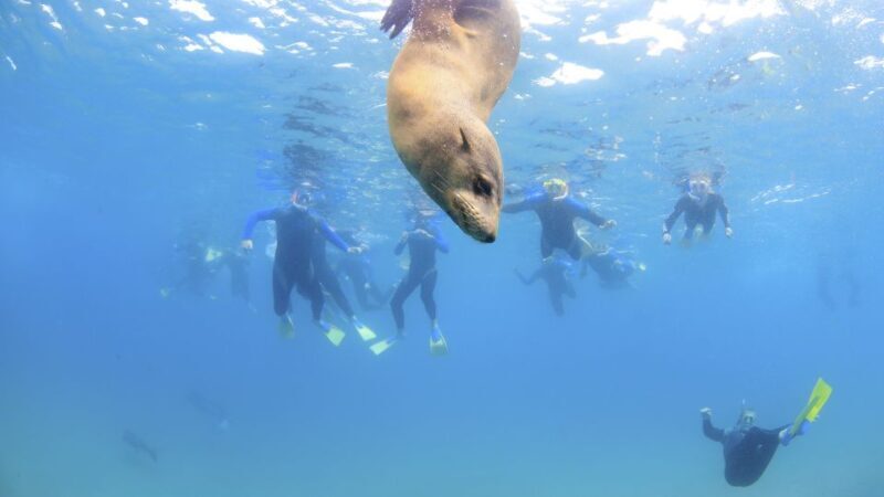 Sorrento: Boat Tour & Snorkeling with the Seals with Lunch - The Marine Life and the Environment