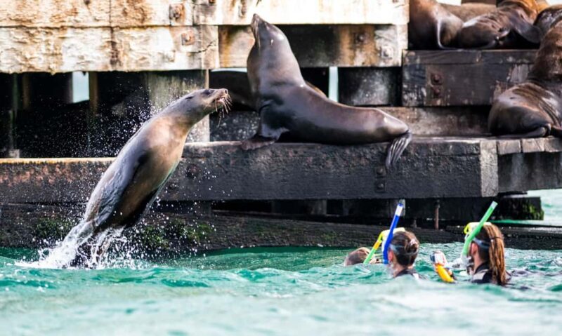 Sorrento: Boat Tour & Snorkeling with the Seals with Lunch - Who Will Love This Tour?