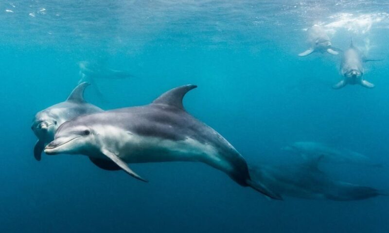 Sorrento: Dolphins & Seals Snorkeling Cruise w/ Lunch - Sorrento: Dolphins & Seals Snorkeling Cruise w/ Lunch — A Full-Day Coastal Experience
